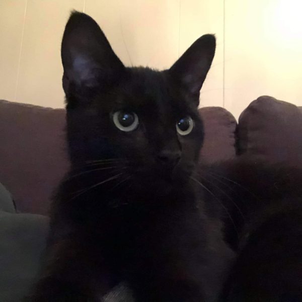 Koda